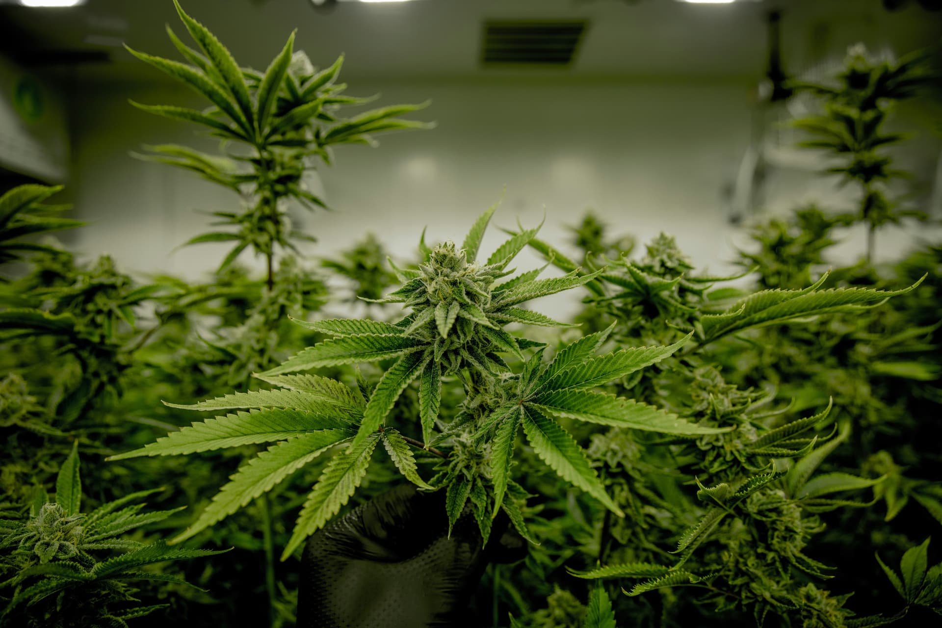 "Weed" sittenwidriger Verstoß gegen die öffentliche Ordnung